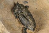 Pseudocryphaeus (Cryphina) Trilobite - Lghaft, Morocco #381590-5